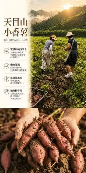 天目山小香薯
